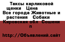 Таксы карликовой щенки › Цена ­ 20 000 - Все города Животные и растения » Собаки   . Кировская обл.,Сошени п.
